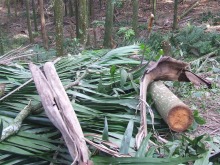 Flagrante: 08 árvores foram cortadas em área de preservação ambiental