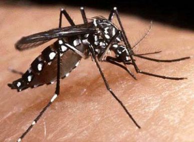 Mosquito causador da dengue