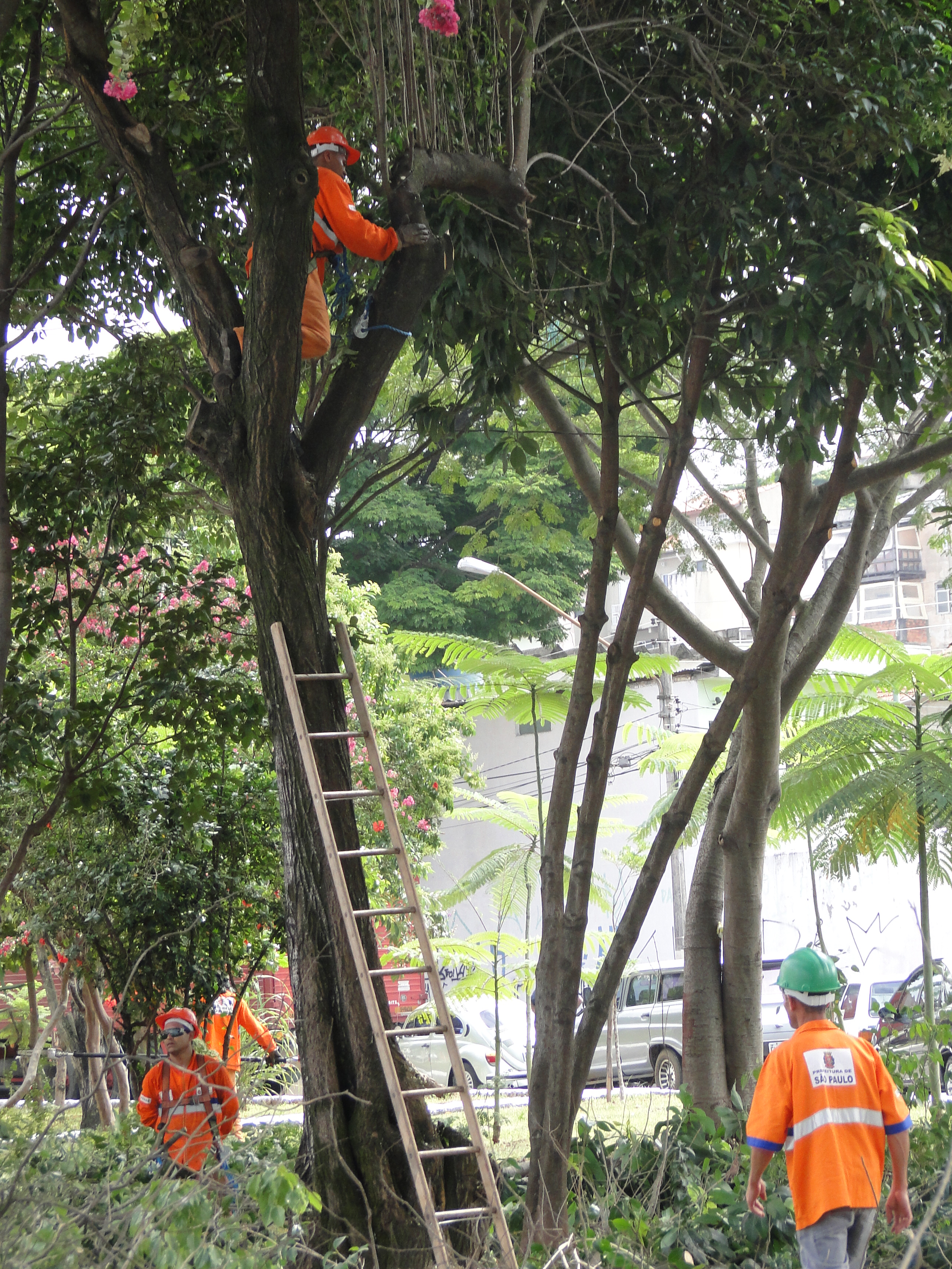 Equipes durante trabalhos de preservação de árvores