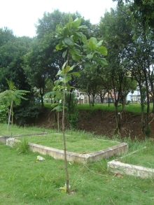 Pequena árvore é uma das 230 que foram plantadas pela Subprefeitura em 2010