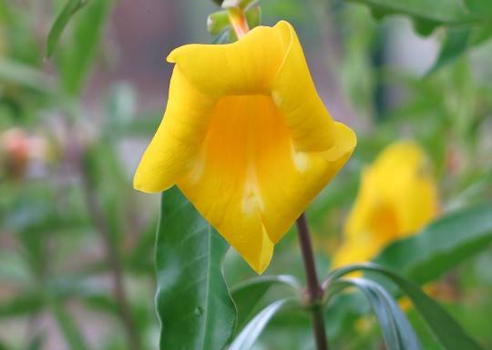 entre as mudas um foco numa linda flor amarela