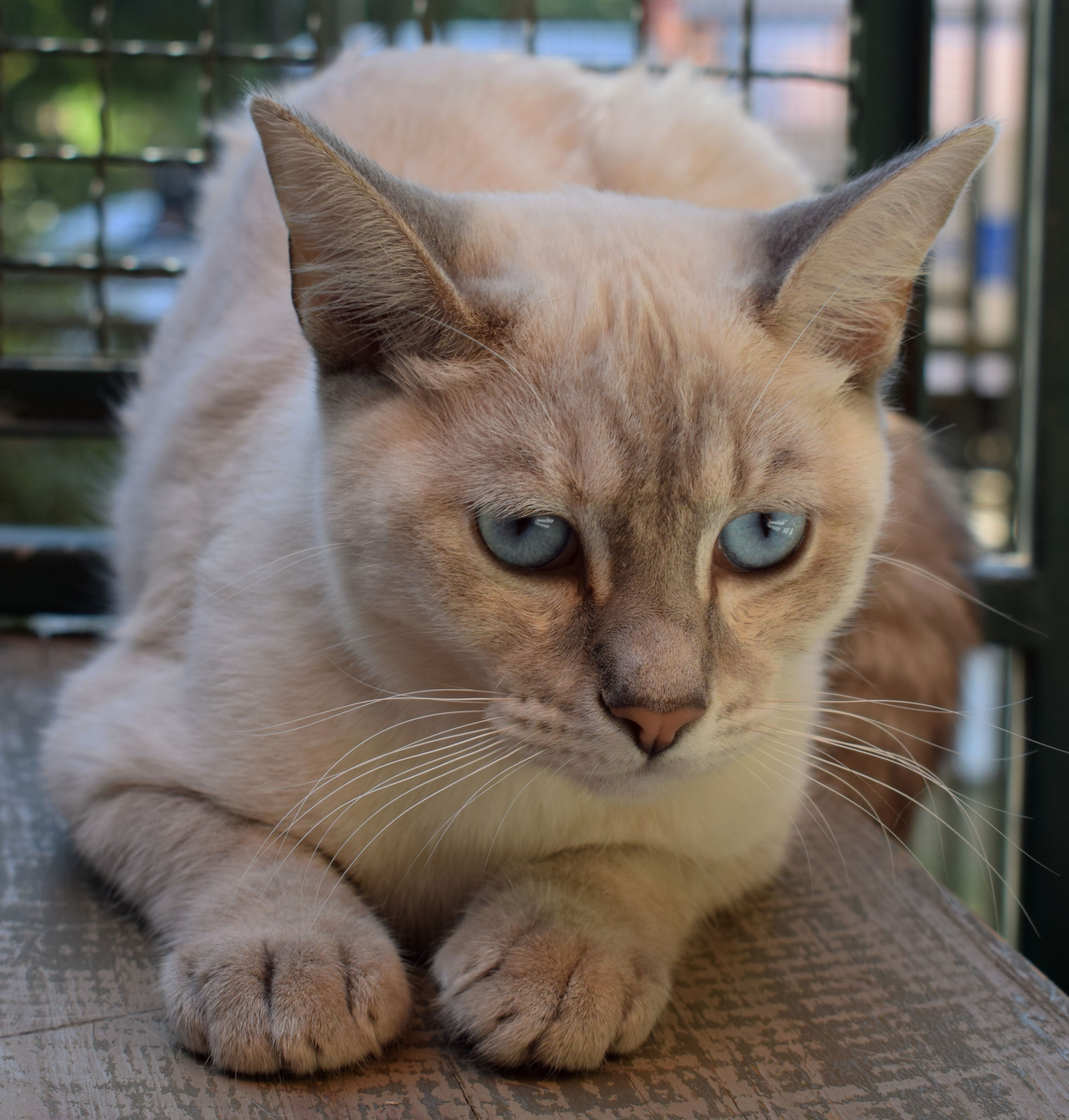 #ParaCegoVer: Angela é uma gata com pelagem marrom claro, seus olhos são azuis e ela está deitada em uma caixa