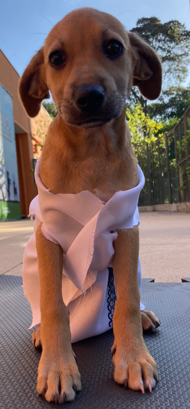 #PraCegoVer: Beatriz é uma cachorra com pelagem branca, ela está usando uma roupa rosa, está de pé sobre um chão preto e atrás dela tem algumas alvores