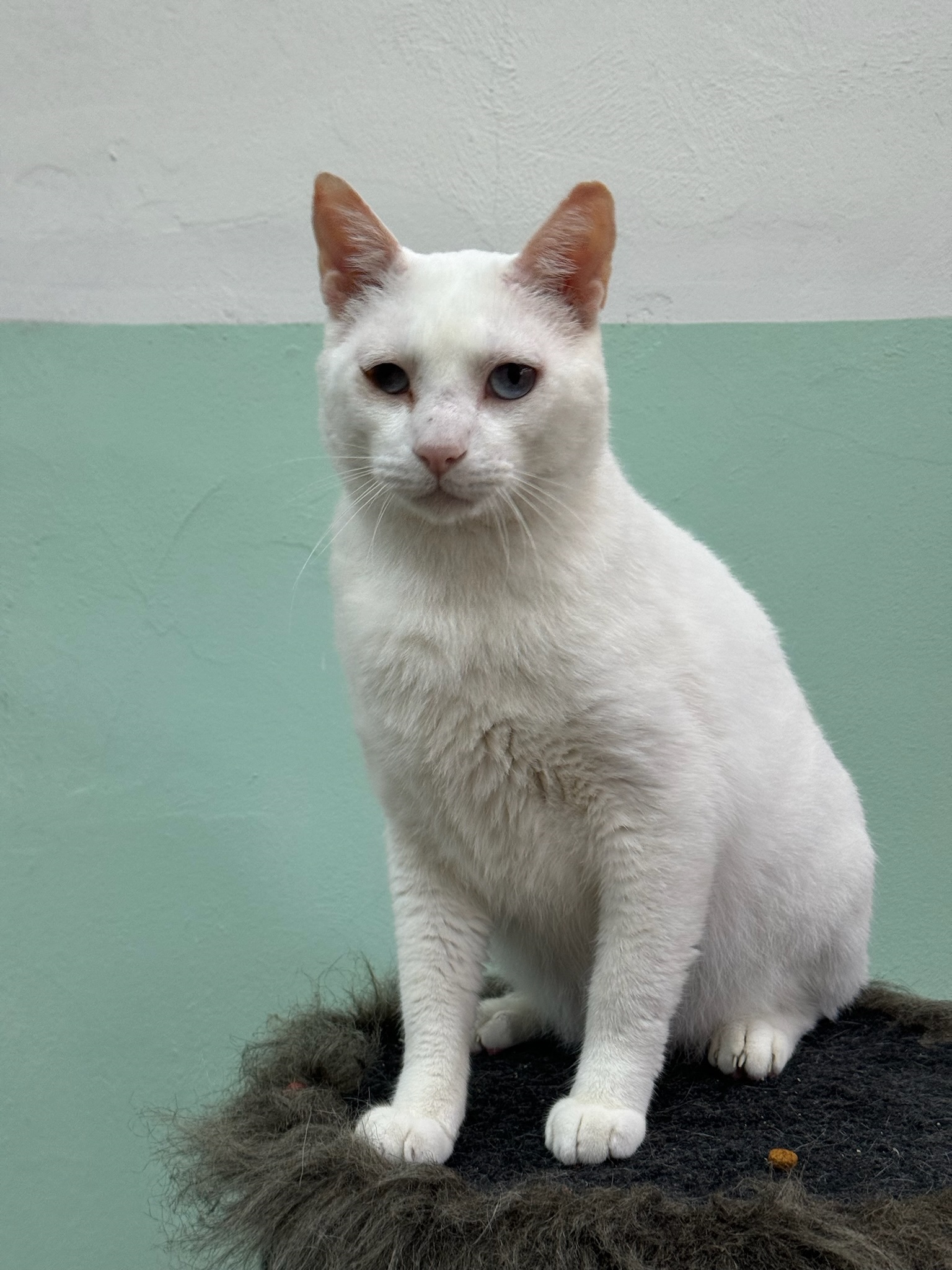 #PraCegoVer: Branquinho é um gato com pelagem branca, seus olhos são azuis, ele esta sentado em um objeto felpudo com uma parede metade verde claro metade braco de fundo