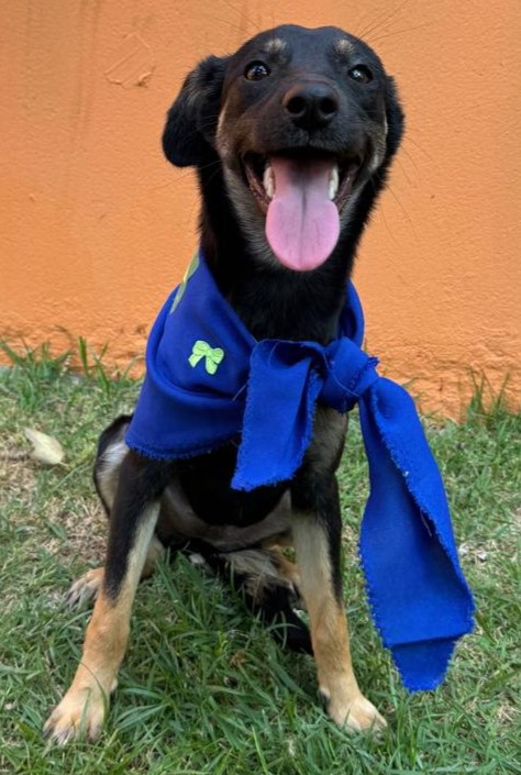 #PraCegoVer: Flavinha é uma cachorra que está sentada sobre à grama, ela tem pelagem na cor preta, seus olhos são pretos, está vestida com um lenço azul, está olhando para frente com sua boca aberta.