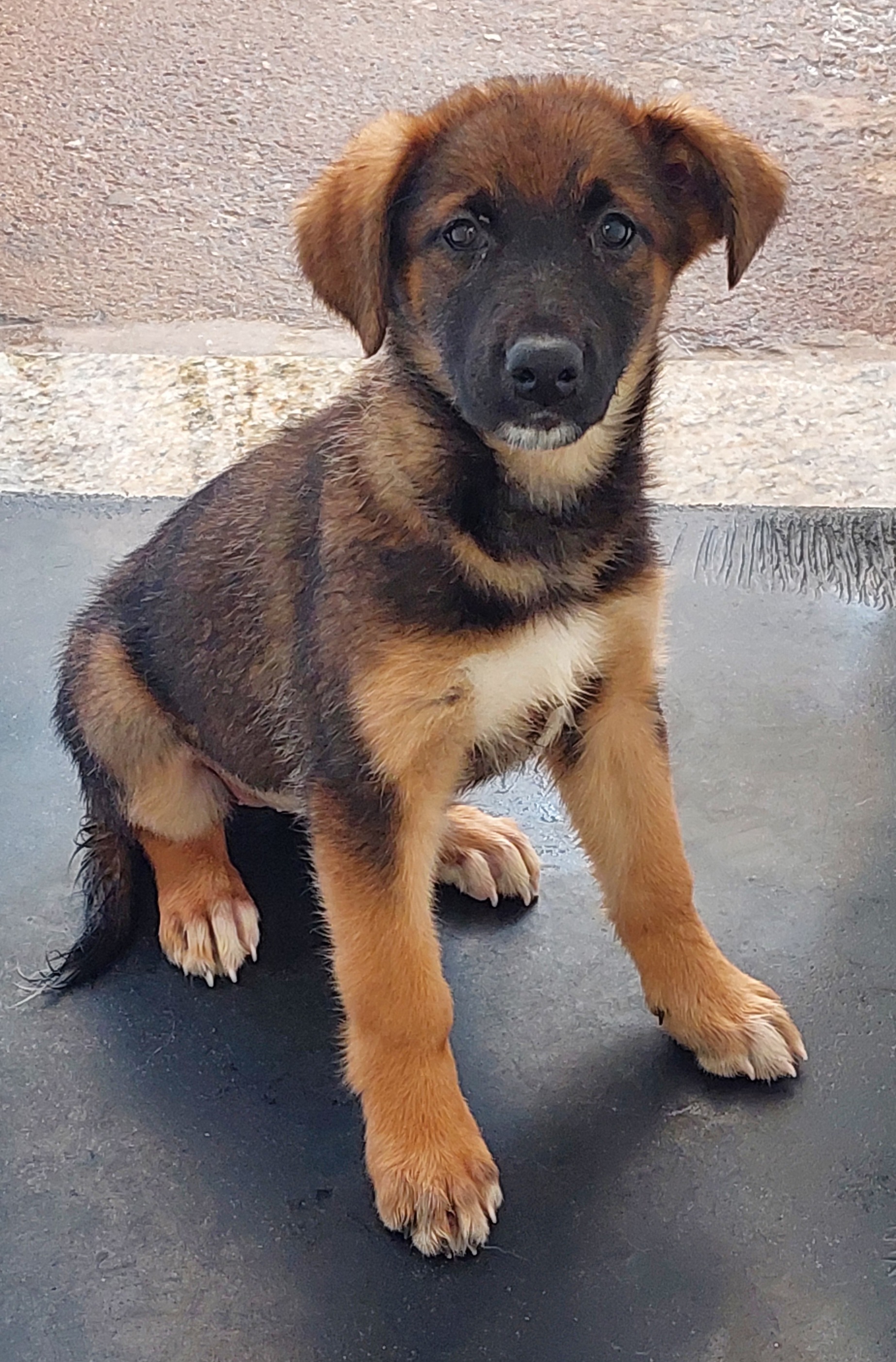 #PraCegoVer:  Luma é um cachorro com pelagem em sua maior parte preto com marrom, seu peito é branco, seus olhos pretos e fucinho branco, ela esta sentada encima de mesa olhando para frente