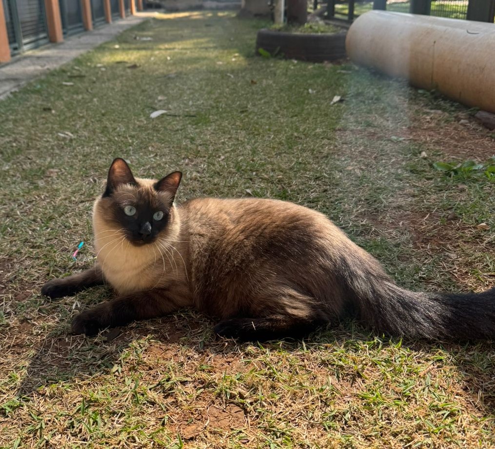 #PraCegoVer: Madalena é uma gata com pelagem marrom, seus olhos são verdes, ela esta deitada em uma grama olhando para o lado