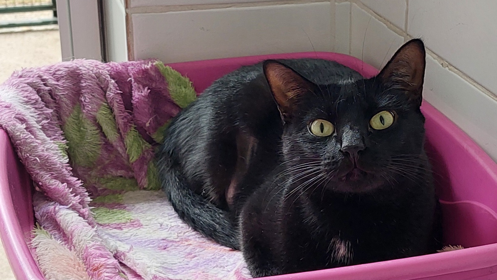#PraCegoVer: Pantera é uma gata com pelagem completamente preta, seus olhos são verdes, ela esta deitada olhando para frente em uma caixa rosa com uma coberta rosa