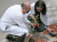 Funcionários contribuem para arborização do entorno do hospital