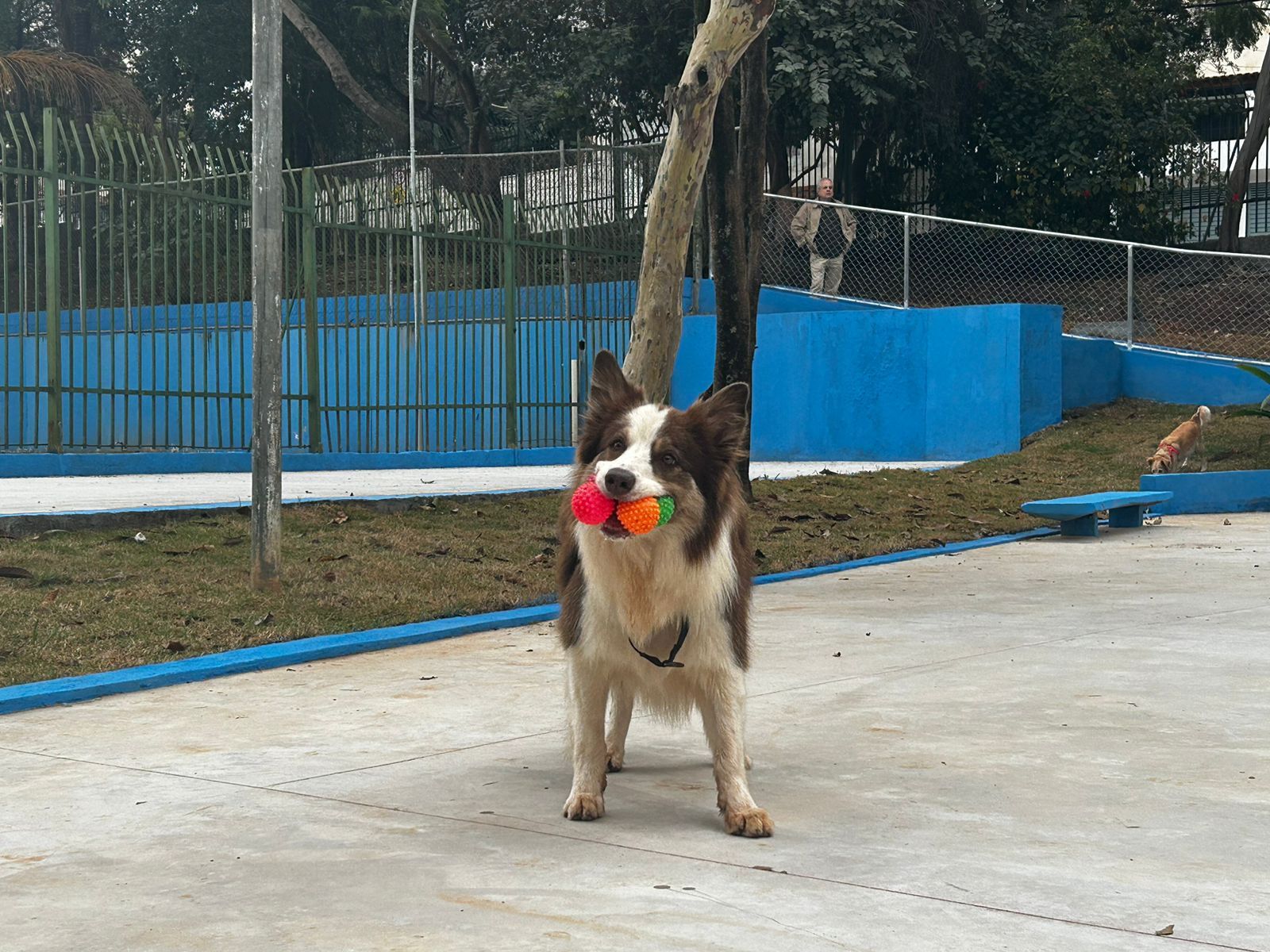 Na imagem, cachorro no cachorródromo do Centro Esportivo Vila Guarani.