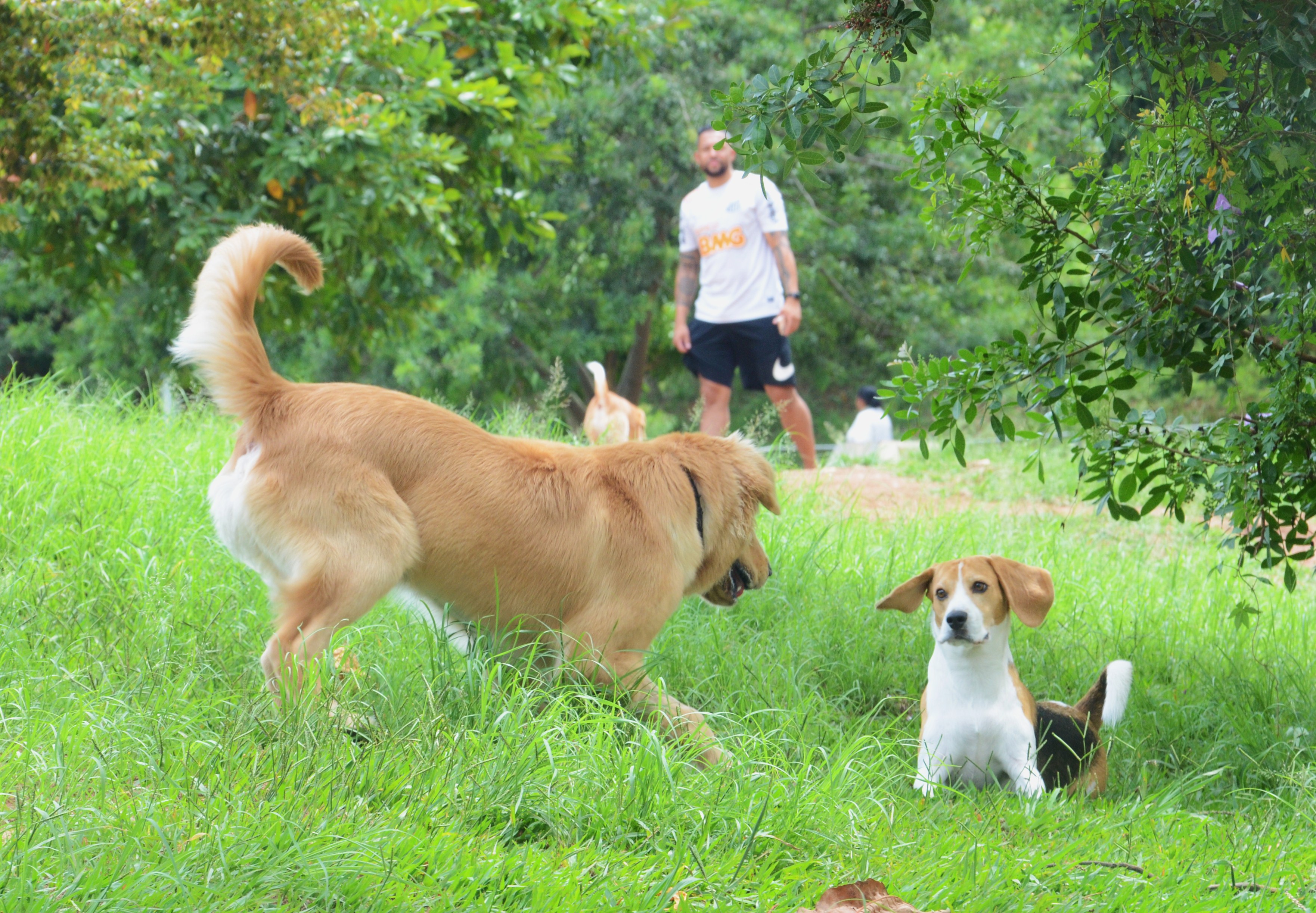 Foto de um jovem observando seu cachorro brincar com outro cachorro em um dos espaços especiais fechados para cães.