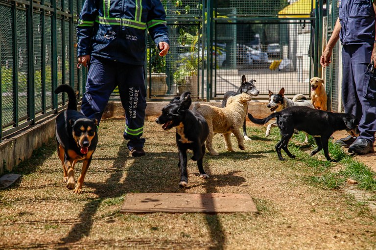Foto de vários cães do Centro Municipal de Adoção de Cães e Gatos de São Paulo.
