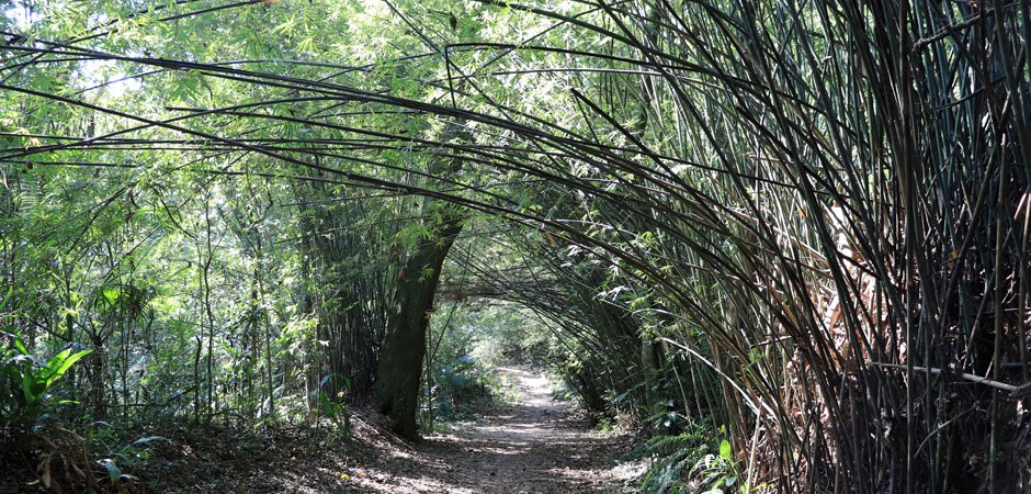 Foto de uma das trilhas de caminhada do parque cercada de bambus.