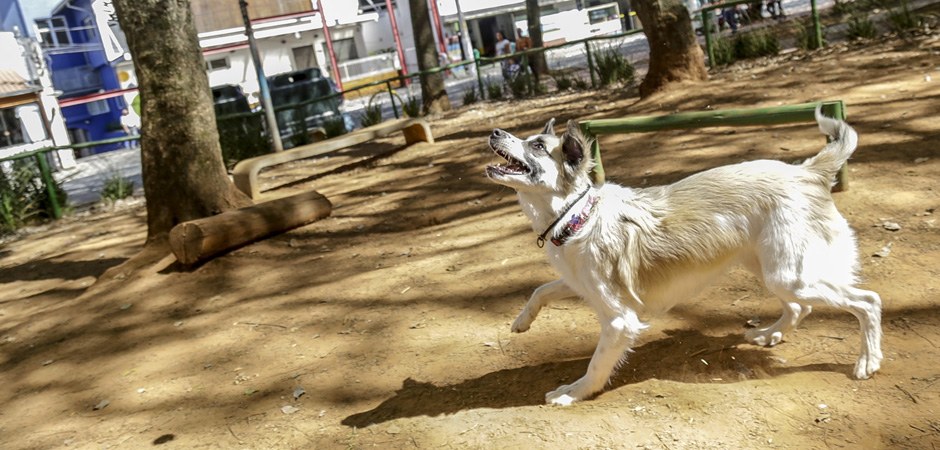 Foto de um dos parcães da cidade de São Paulo com um cão brincando.