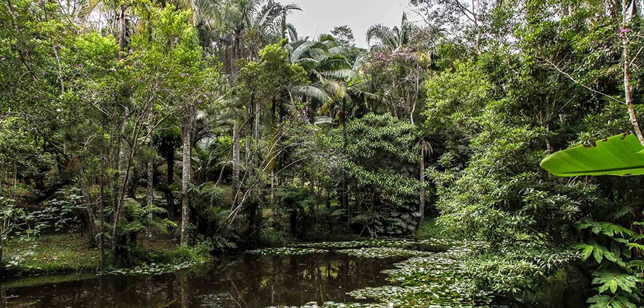 Foto de um dos parques naturais do município de São Paulo.