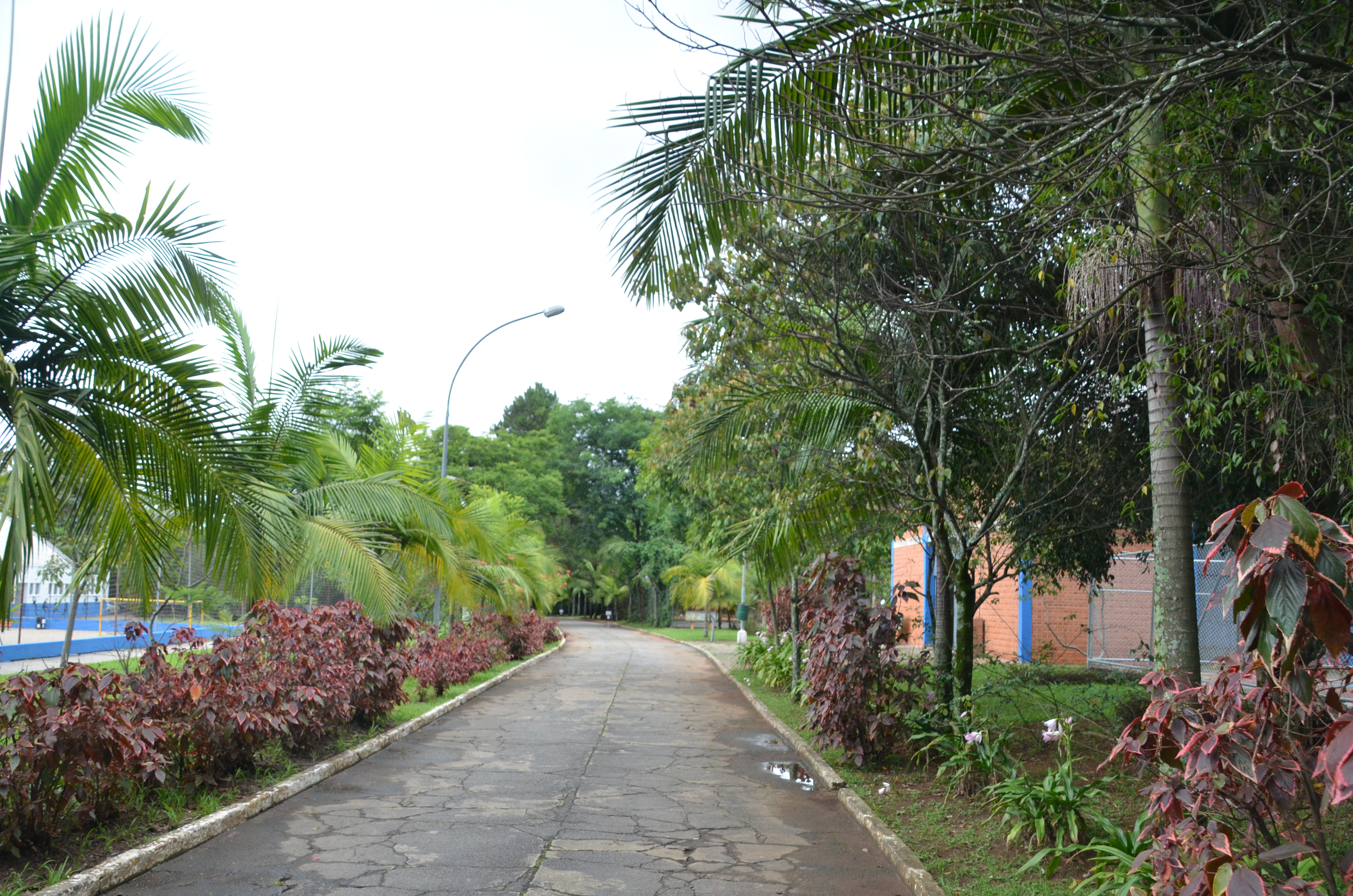 Centro Esportivo Pelezão, na imagem uma rua com muitas árvores em um dia nublado.