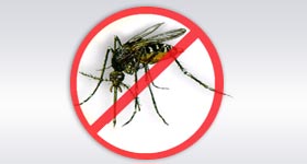 Cartazes trazem informações sobre o combate ao mosquito