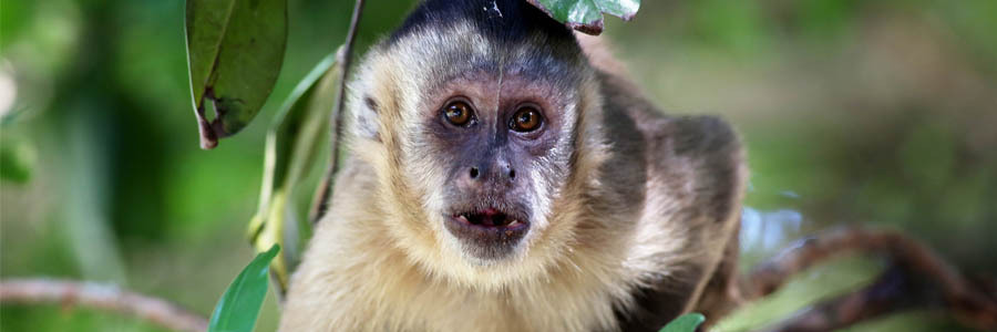 Comportamento de macaco-prego reflete ambiente em que vive, não