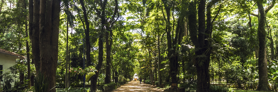 Muitas árvores grandes, tanto do lado direito quanto do esquerdo, e no meio um caminho de terra