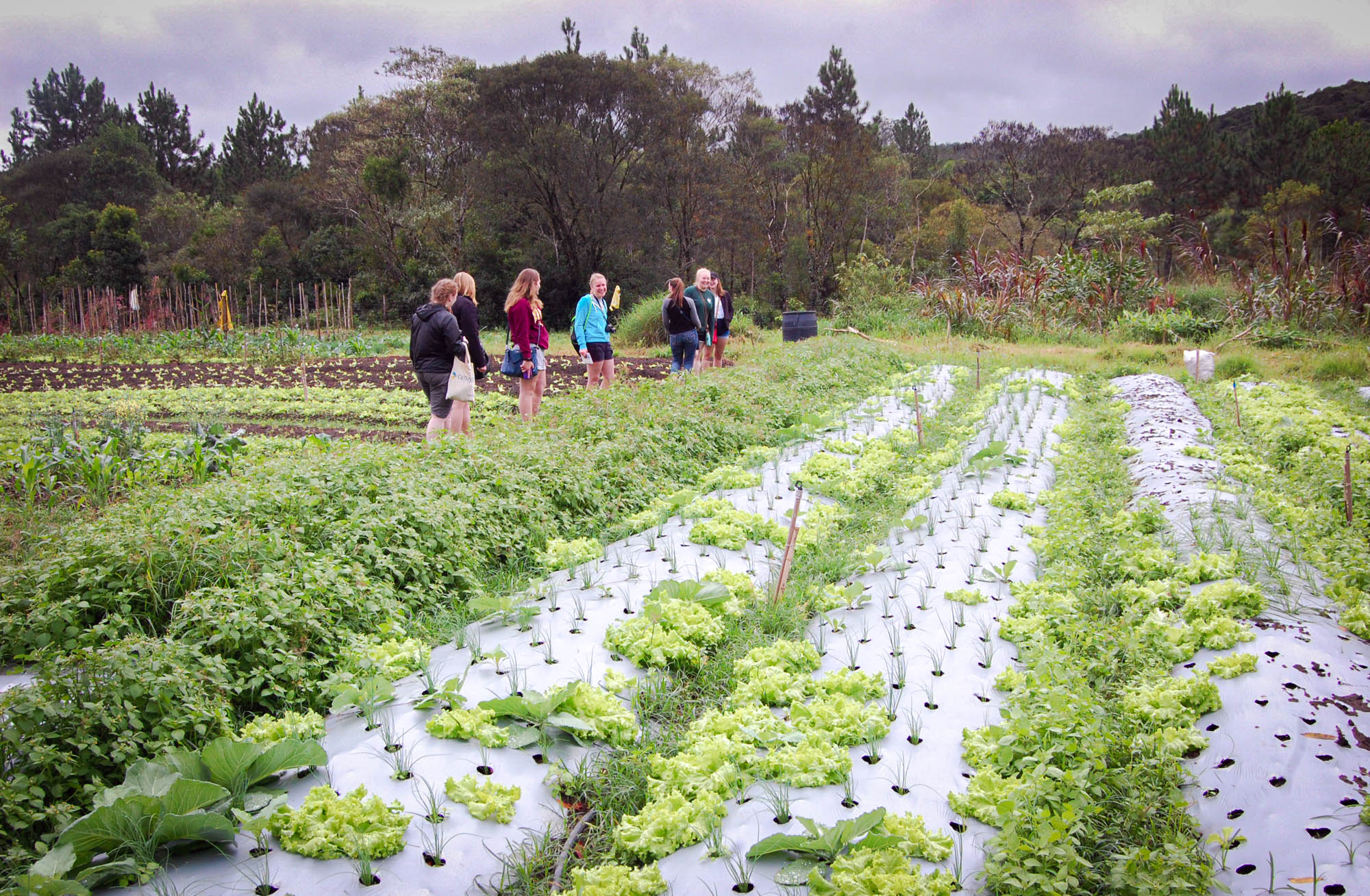 Foto de uma horta do Projeto Ligue os Pontos em São Mateus, com um grupo de visitantes ao fundo. A iniciativa é um exemplo de economia circular na capital.