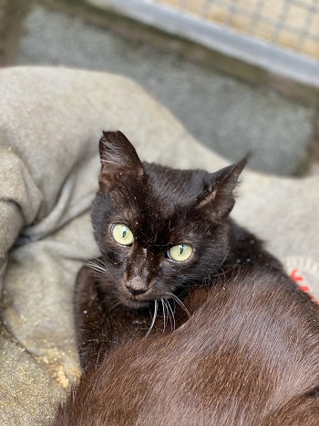 #PraCegoVer: Fotografia do gato Baguera. Ele tem a cor preta, seus olhos são verdes