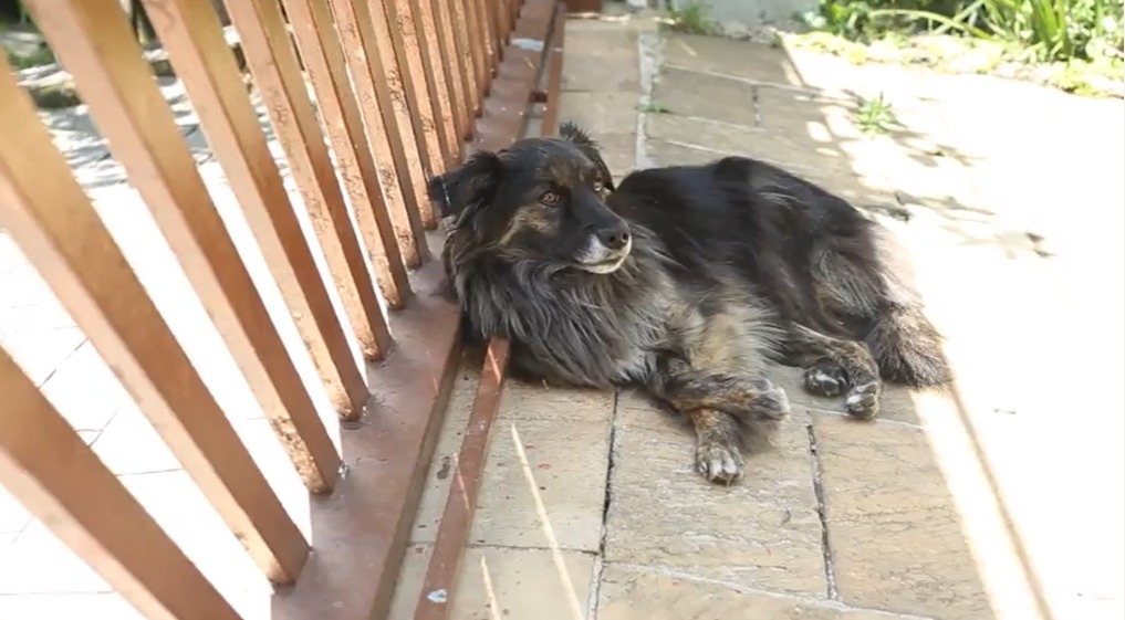 A foto mostra um cachorro com pelagem mesclada em preto e marrom; ele está deitado encostado em um portão