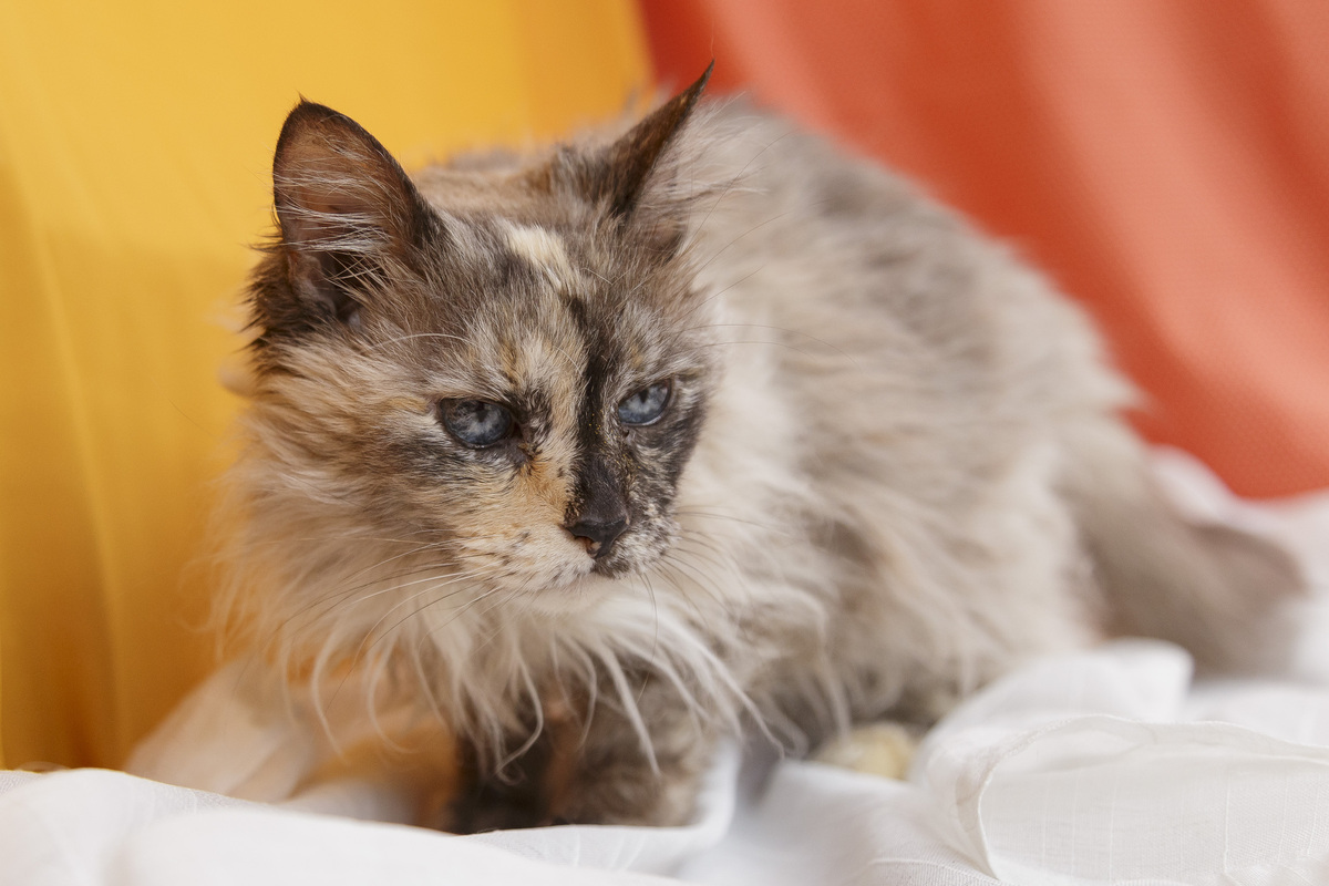 Na imagem a gata Gisele está deitada. Ela tem os olhos azuis, com pelo mesclado branco com preto e cinza.