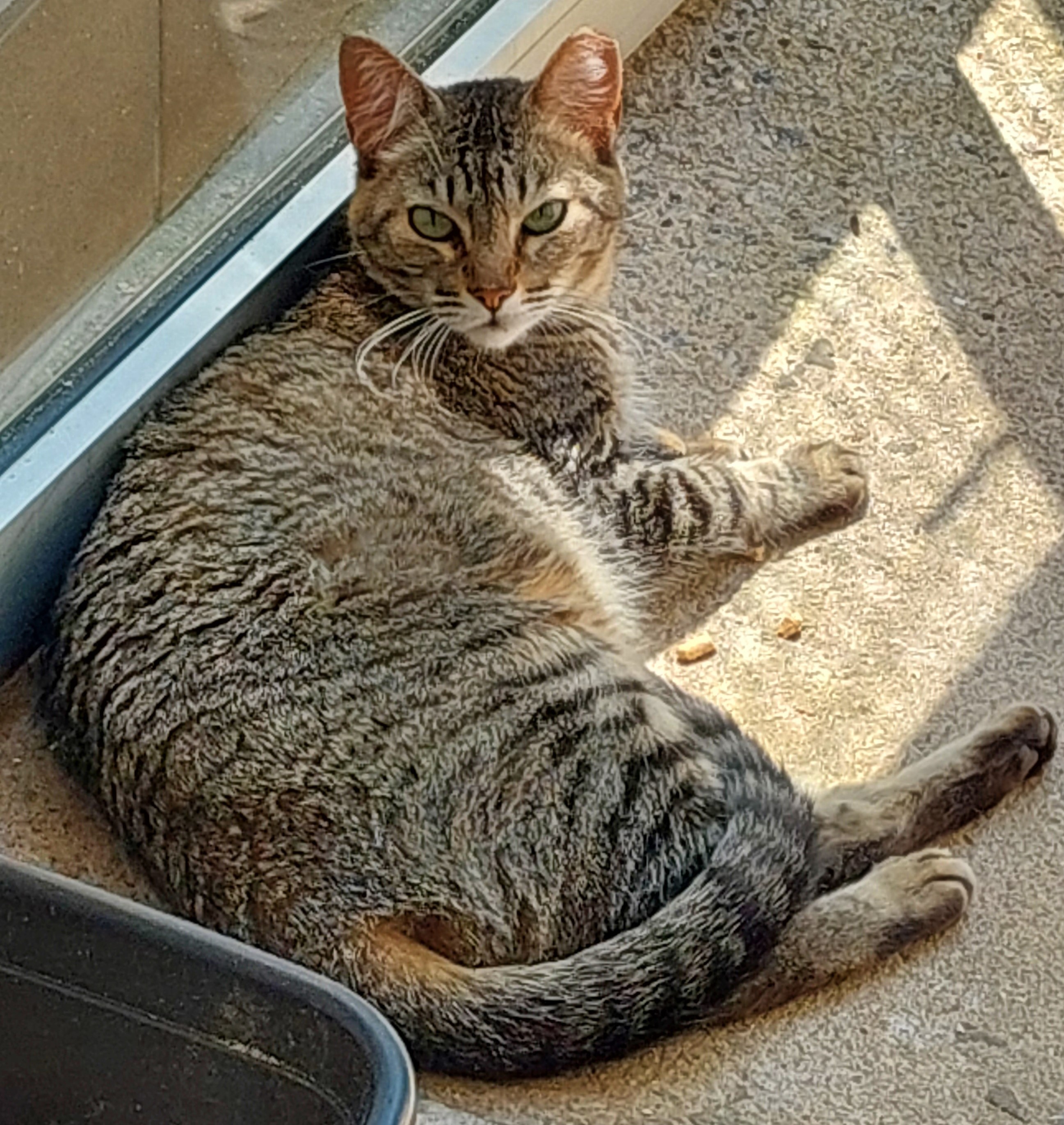 A foto mostra Lisa, uma gata adulta de pelo cinza tigrado e olhos verdes