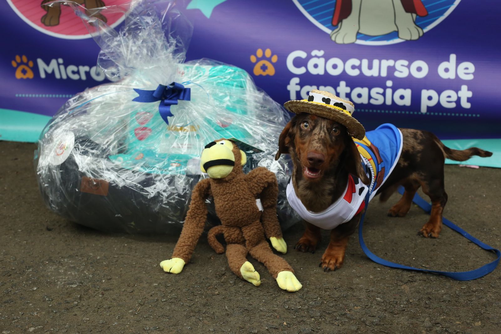 A foto mostra um cão da raça dachshund com pelagem marrom, vestido com uma fantasia do cowboy Woody, da animação Toy Story