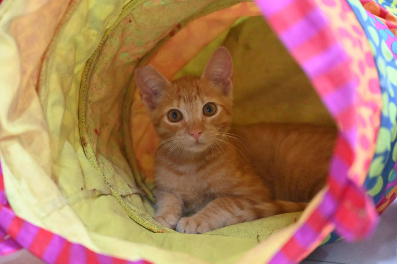 Na imagem há um gato laranja de frente deitado dentro de um túnel de panos coloridos. Por fora o túnel de brinquedo é azul e rosa com bolinhas, e por dentro é amarelo.