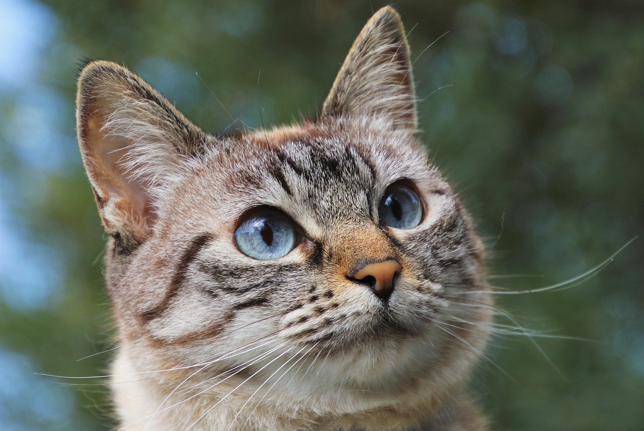 Foto da cabeça de um gato cinza de olhos azuis. Ele está olhando para o lado direito.