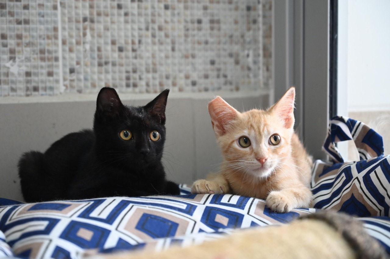 Há dois gatos na imagem, um laranja e outro preto. Eles estão deitados em cima de uma almofada com forro azul e branco com detalhes geométricos. Ao fundo há uma parede com azulejo bege e branco de quadradinhos.
