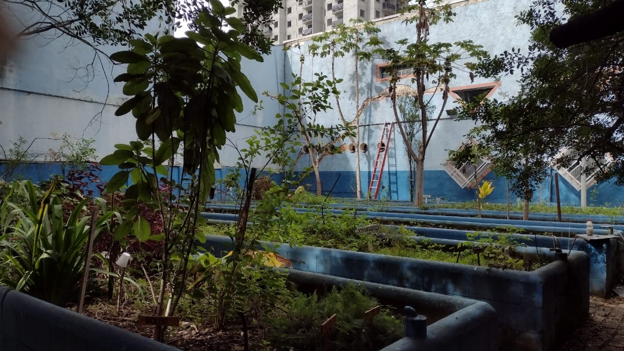 Foto de hortas. Cercadas por paredes azuis, há canteiros com plantações verdes de tamanho mediano. Ao fundo, há uma escada apoiada na parede e janelas.