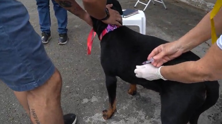 Foto de vacinação de cão. Um cachorro preto de porte grande com uma coleira rosa está recebendo a vacina contra a raiva por uma pessoa que usa uma luva branca. Ele está sendo segurado de leve por outra pessoa.