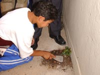 Garoto realiza o plantio da 'unha de gato' em muro de escola