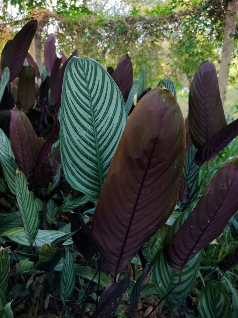 Maranta Cinza