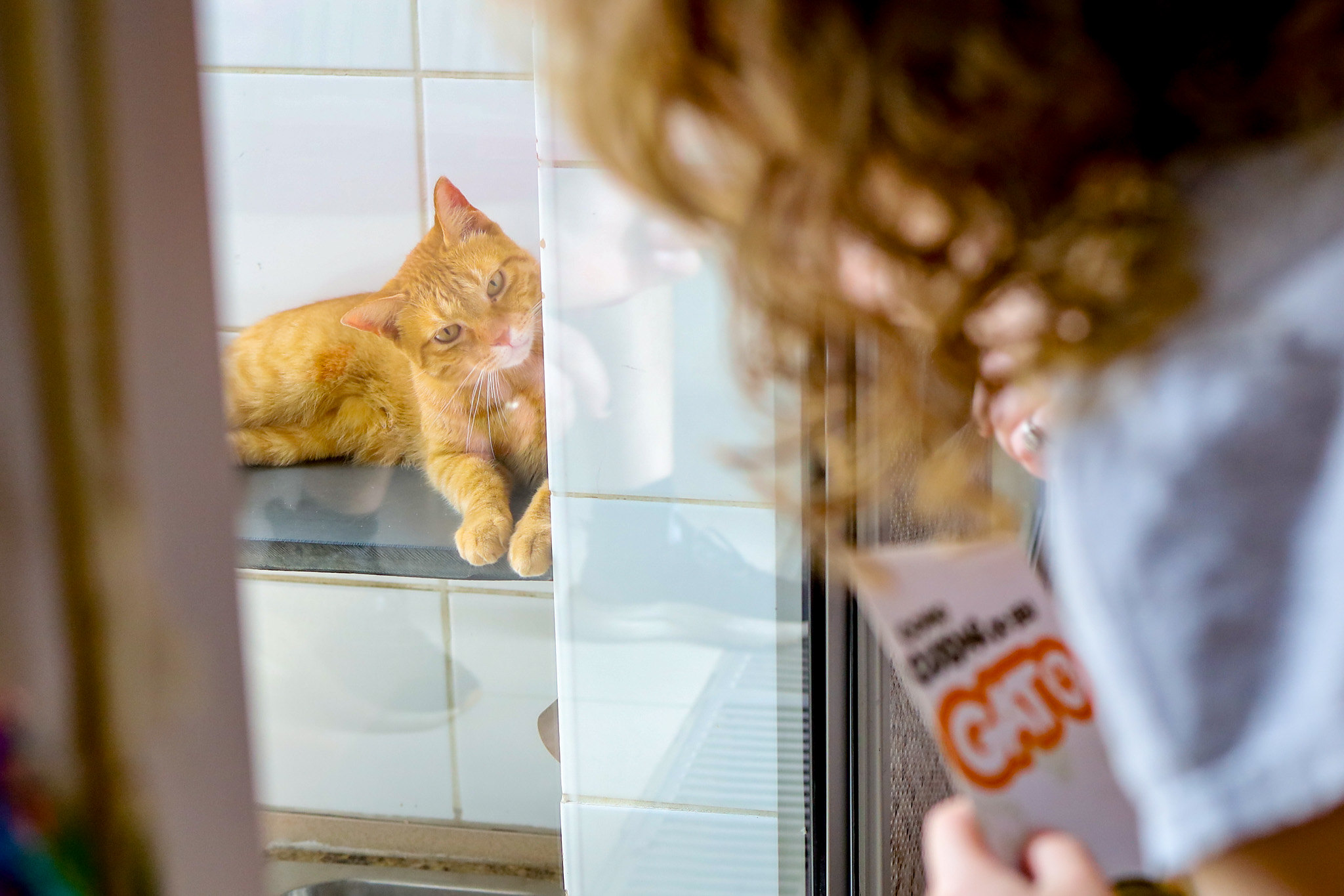 Um gato laranja está deitado em uma prateleira dentro de um espaço azulejado, provavelmente um abrigo ou área de cuidados. Ele observa atentamente uma pessoa do outro lado do vidro, que aparece desfocada em primeiro plano, segurando um papel. O olhar curioso e tranquilo do animal cria uma cena de conexão silenciosa, sugerindo expectativa por atenção ou um novo lar.  Legenda: