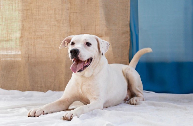 A imagem mostra um cachorro branco, de porte médio ou grande, deitado sobre uma cama ou superfície coberta por um tecido branco.  O cão está apoiado com as patas dianteiras esticadas à frente e o corpo relaxado, olhando para a câmera. Sua expressão é amigável e feliz, com a boca aberta, língua para fora e aparência de estar sorrindo. Ele tem pelo curto, orelhas pequenas levemente caídas e cauda levantada ao fundo.  O ambiente parece interno, com boa iluminação natural. Ao fundo há tecidos ou cortinas em tons bege e azul, criando um cenário simples e acolhedor. A cena transmite tranquilidade, conforto e um aspecto saudável e brincalhão do animal.