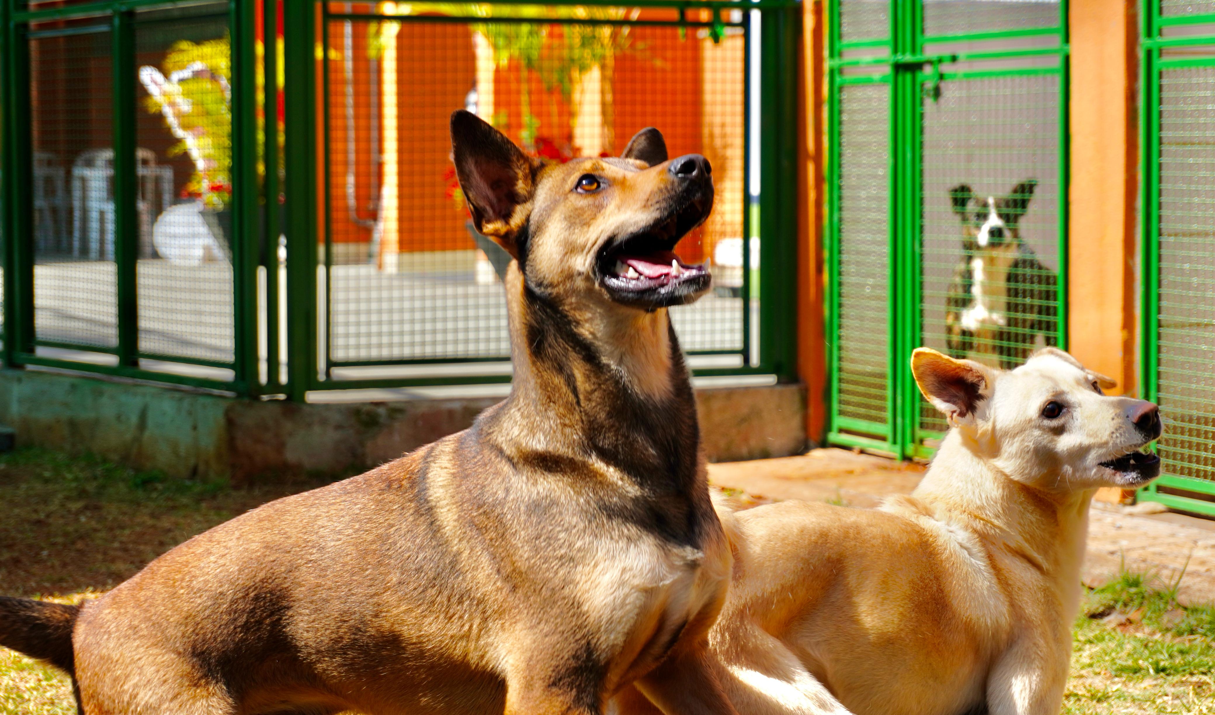A foto mostra três cães em um espaço externo cercado por grades verdes de metal. Em primeiro plano, à esquerda, há um cachorro de pelagem marrom com orelhas eretas, focado para cima com a boca aberta, como se estivesse atento ou esperando por algo. Ao lado dele, mais à direita, está um cachorro de pelo claro, bege, deitado no chão, também olhando para cima, com a boca semiaberta. Ao fundo, dentro de um cercado separado, aparece um terceiro cachorro, de pelagem preta e branca, observando a cena por trás das grades. O ambiente é iluminado pela luz do sol, destacando os cães e a área externa com chão de cimento e um pouco de grama.