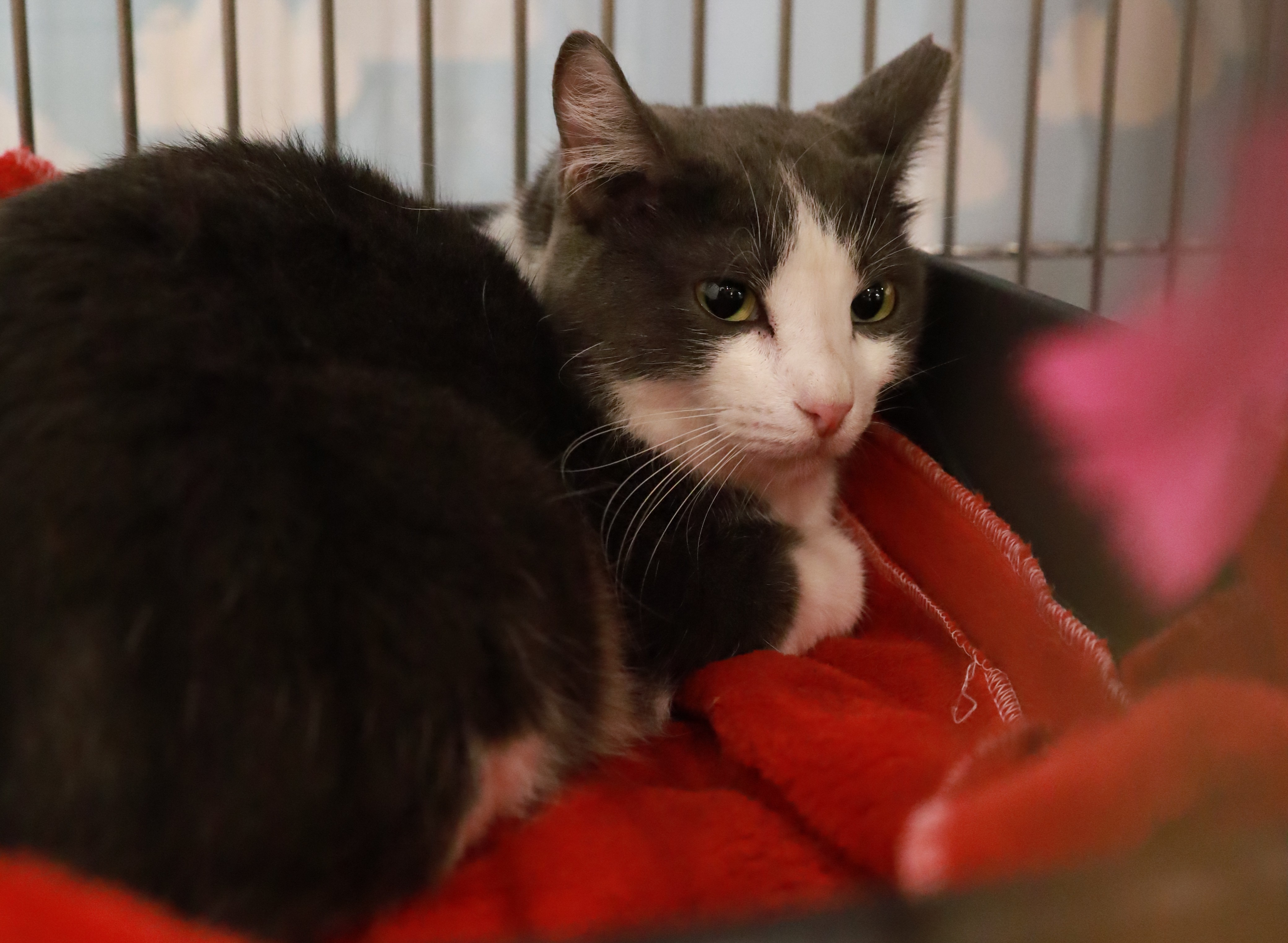 A imagem mostra um gato de pelagem cinza e branca deitado sobre um cobertor vermelho dentro de uma caixa ou gaiola. O animal parece tranquilo e está com os olhos semicerrados, olhando para frente. O ambiente sugere um espaço de abrigo ou transporte, com grades visíveis ao fundo. A iluminação é suave e destaca o contraste entre o pelo do gato e o cobertor vermelho.