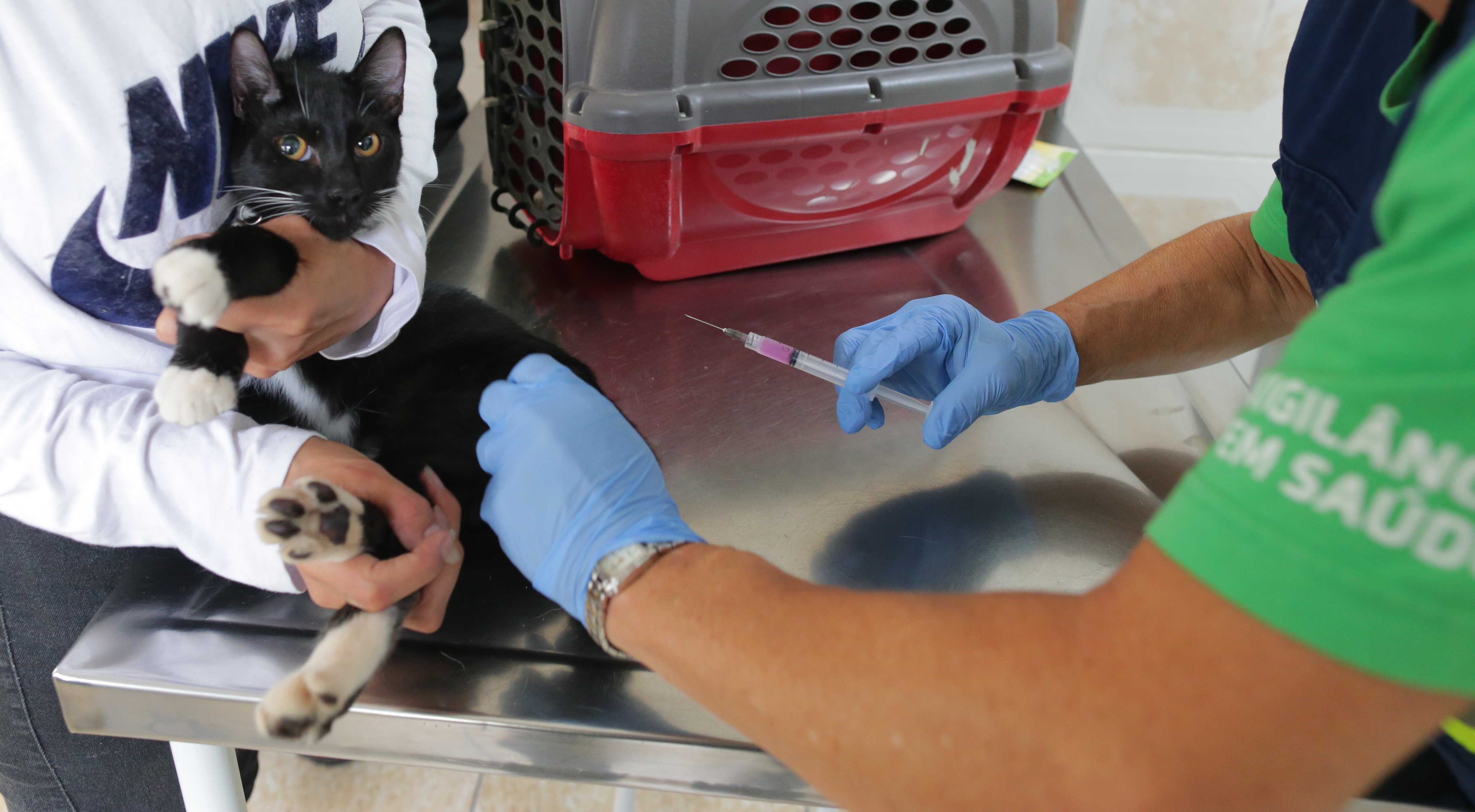 A imagem mostra um gato preto com manchas brancas sendo vacinado. O animal está sendo segurado por uma pessoa vestindo uma blusa branca, enquanto outra pessoa, usando luvas azuis e uma camiseta verde com a inscrição parcial “Vigilância em Saúde”, aplica a injeção. O procedimento ocorre sobre uma mesa de metal, típica de consultórios veterinários, e ao fundo há uma caixa de transporte para pets. O gato parece alerta, com os olhos bem abertos, enquanto recebe o cuidado.
