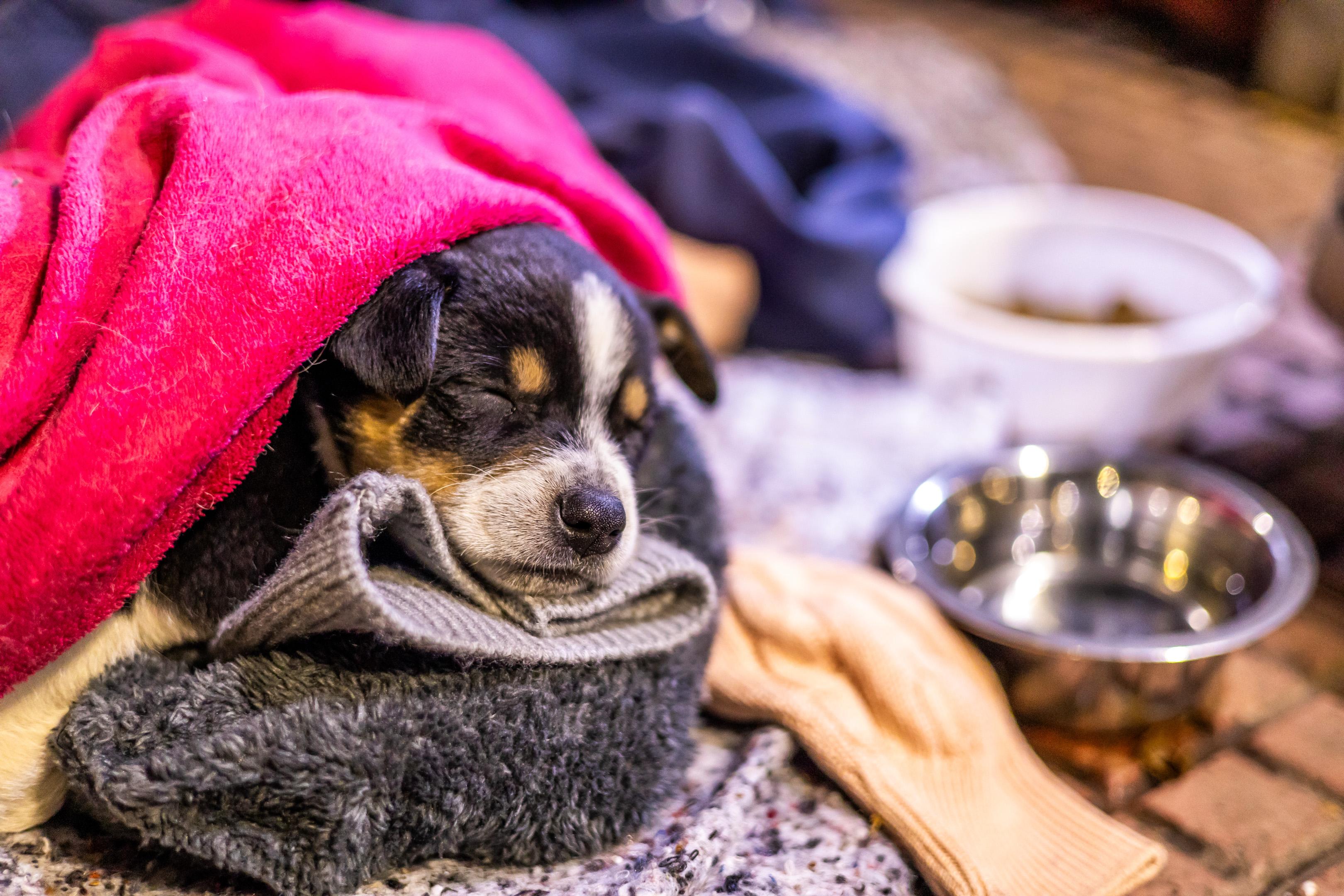 A imagem mostra um filhote de cachorro dormindo tranquilamente, enrolado em cobertores e roupas quentes. O cãozinho está de olhos fechados, com a cabeça apoiada sobre uma peça de roupa cinza, transmitindo sensação de conforto e acolhimento. Ao lado dele, há uma tigela de metal com água e um pote branco ao fundo, provavelmente com ração. A cena transmite cuidado, proteção e ternura, sugerindo que o animal está sendo bem assistido em um ambiente frio