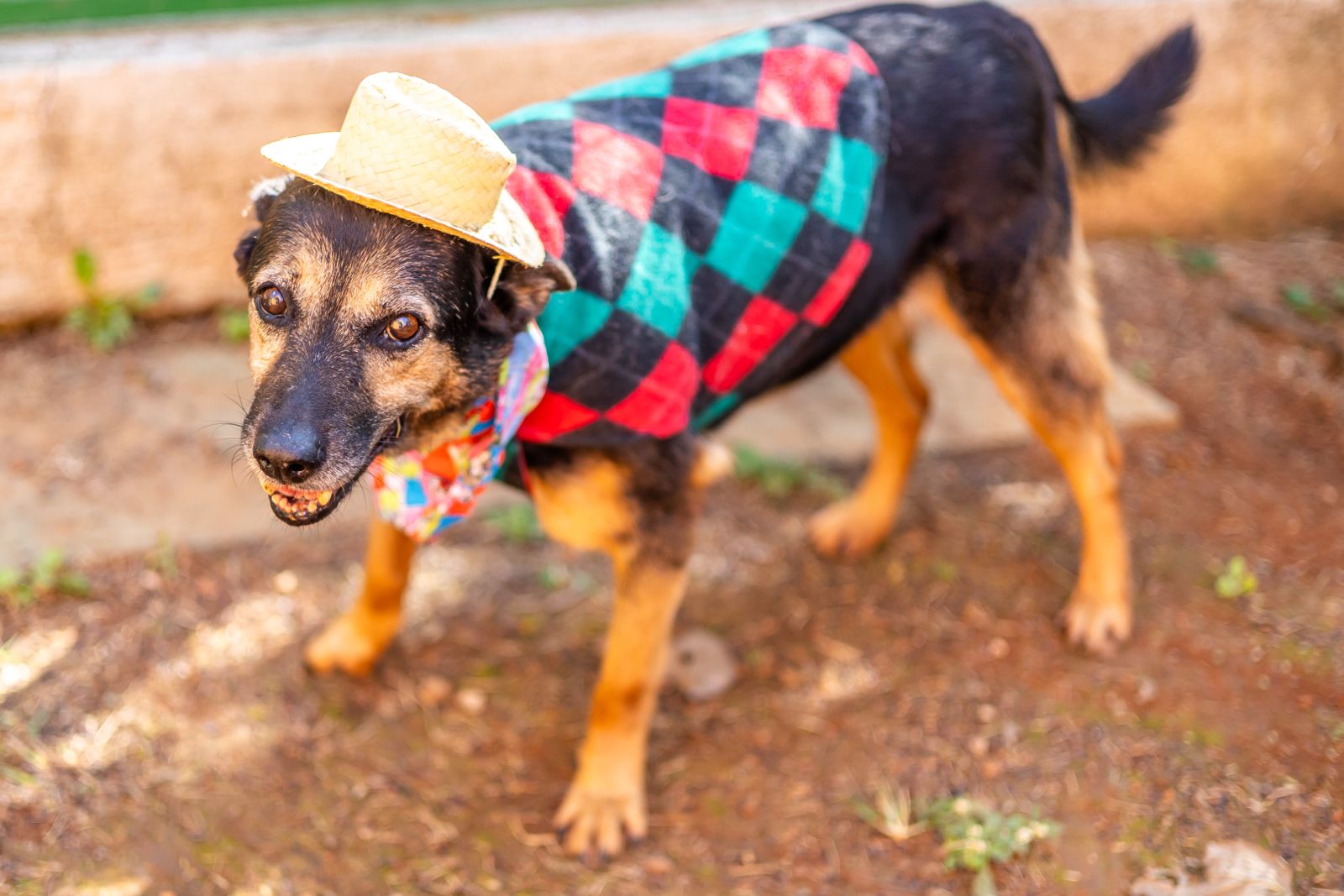 A imagem mostra um cachorro de porte médio com pelagem predominantemente preta e marrom-clara no focinho, patas e parte inferior do corpo. O animal está fantasiado com trajes típicos de festa junina: veste uma camisa colorida com estampa xadrez em vermelho, verde e preto, e também usa um pequeno chapéu de palha sobre a cabeça, preso com elástico. Ao redor do pescoço, há um lenço estampado com cores vivas. O cachorro olha diretamente para a câmera com uma expressão amigável, e está em um ambiente externo, sobre um chão de terra batida com algumas folhas e plantas. Ao fundo, há um muro baixo de concreto. A luz do sol ilumina a cena, criando um clima alegre e festivo.