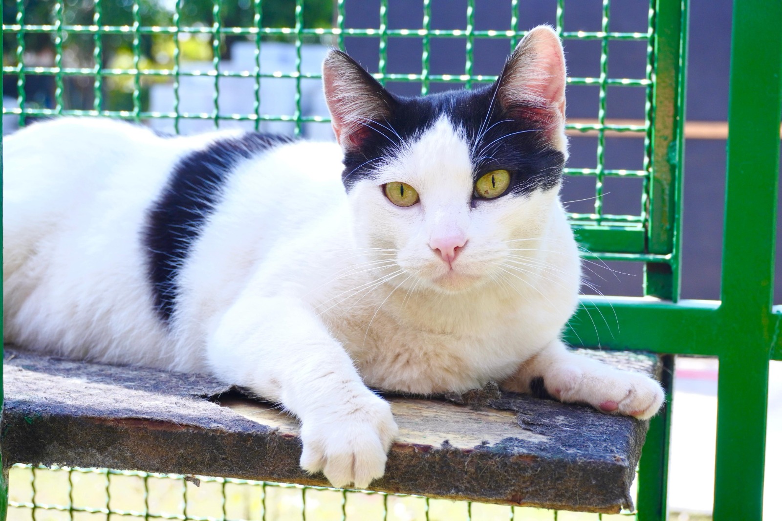 O ChatGPT disse: A imagem mostra um gato deitado sobre uma tábua de madeira presa a uma grade verde metálica. O animal tem pelagem branca com manchas pretas: a cabeça é majoritariamente branca, mas com uma grande área preta que cobre a parte superior da cabeça e as orelhas; também há uma mancha preta ao redor do olho esquerdo. O corpo é branco com uma faixa preta visível no dorso. Seus olhos são grandes, de cor amarelada esverdeada, e o focinho é rosado. O gato está em posição relaxada, com uma das patas dianteiras esticada para frente sobre a tábua, olhando diretamente para a câmera, transmitindo um ar calmo e atento. Ao fundo, vê-se o padrão quadriculado da grade verde e um pouco de vegetação desfocada.