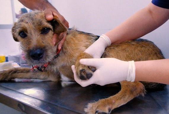 A imagem mostra um cachorro de pelagem marrom com pelos mais escuros nas costas, focinho e orelhas, sendo atendido em uma clínica veterinária. O animal está deitado sobre uma mesa de metal, típica de consultórios veterinários, e parece estar sendo examinado. Uma pessoa segura a cabeça do cão com delicadeza, enquanto outra, usando luvas brancas de procedimento, examina uma de suas patas dianteiras.