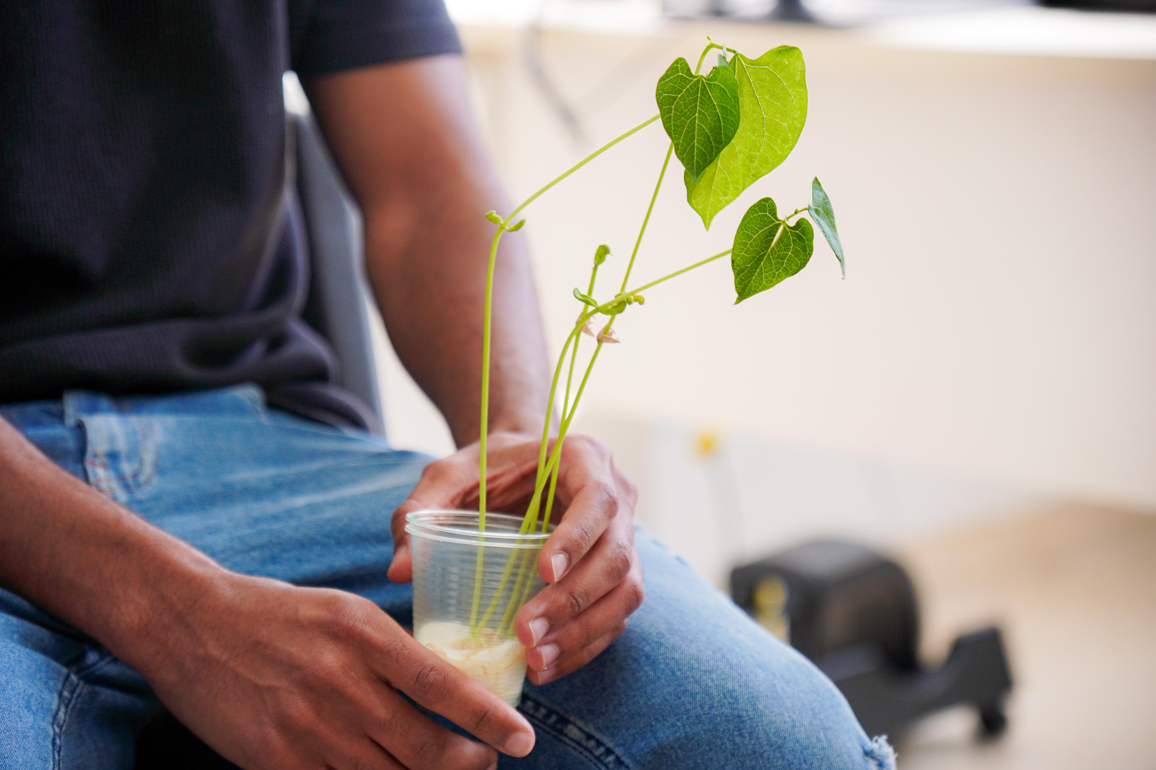Na imagem, uma pessoa está sentada, vestindo camiseta escura e jeans, segurando com as duas mãos um copo plástico transparente. Dentro do copo, há água e o que parecem ser raízes de uma planta jovem, de onde brotam vários caules finos e verdes. Esses caules se estendem para fora do copo e sustentam folhas verdes em formato de coração, algumas maiores e outras ainda pequenas, indicando crescimento recente. A forma delicada dos caules e das folhas, emergindo de um recipiente simples, transmite uma sensação de cuidado, fragilidade e renovaçãoelementos que dialogam com a proposta da dinâmica realizada na roda de conversa sobre luto na UBS Jardim Colombo, simbolizando o cultivo da vida, da memória e da reconstrução após a perda.