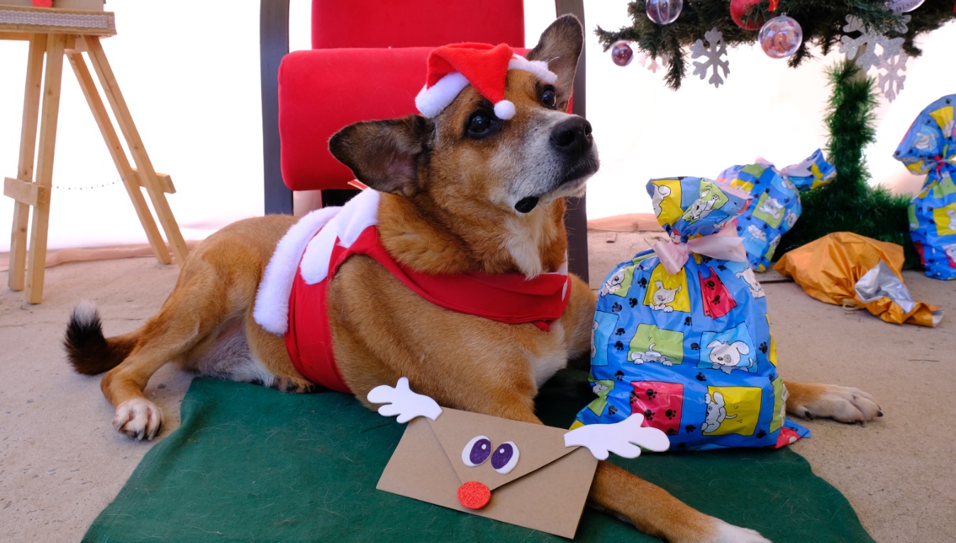 A imagem mostra um cachorro de porte médio, deitado sobre um tapete verde, vestido com uma fantasia natalina — um colete vermelho com detalhes brancos e um gorro de Papai Noel. Ele olha para cima com expressão atenta. Ao lado da pata dianteira há um envelope decorado como um rosto de rena, com olhos grandes, chifres brancos e um nariz vermelho brilhante. À direita do cachorro, há um grande pacote de presente embrulhado em papel azul estampado com desenhos de cachorros. Ao fundo, vê-se uma cadeira vermelha e parte de uma árvore de Natal decorada com bolas e flocos de neve. Também há outros presentes coloridos espalhados pelo cenário, reforçando o clima natalino.