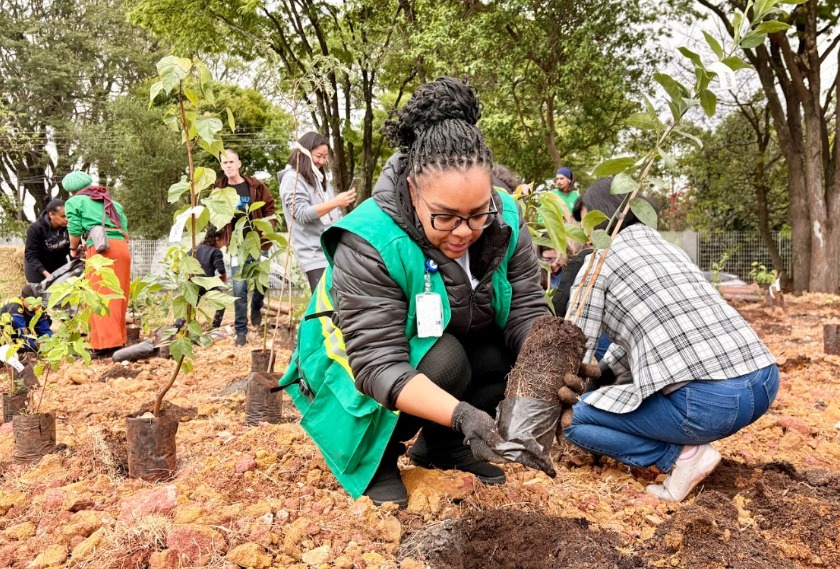 A imagem mostra um grupo de pessoas participando de uma ação de plantio de mudas em uma área ao ar livre, cercada por árvores. Em primeiro plano, uma mulher usando colete verde, luvas e crachá se agacha para colocar uma muda no solo, segurando o torrão com cuidado. Ao redor dela, outras pessoas também plantam mudas, algumas ajoelhadas, outras em pé, indicando uma atividade coletiva de reflorestamento ou revitalização ambiental. O chão está preparado com terra exposta e várias mudas já posicionadas, reforçando o caráter organizado e comunitário da ação.