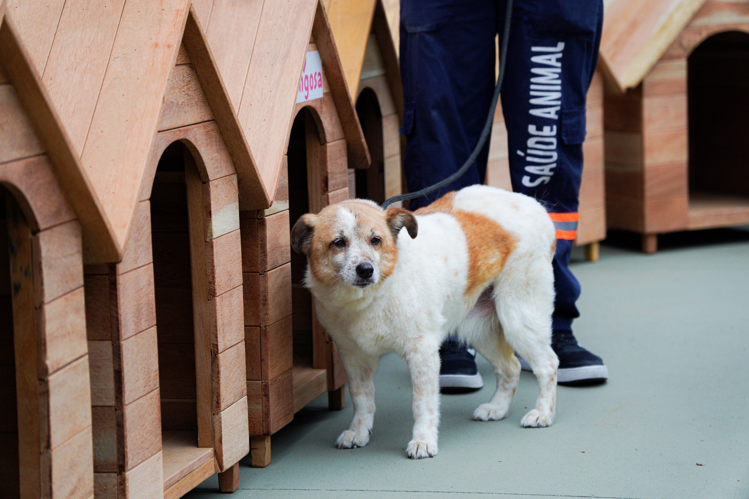 Cachorro de porte pequeno, com pelagem branca e manchas marrom-claras, está em pé sobre um piso verde-claro, em frente a uma fileira de casinhas de madeira para animais. Ele olha diretamente para a câmera, com expressão tranquila. Ao fundo, aparece parcialmente uma pessoa vestindo calça azul-marinho com a inscrição “Saúde Animal” em branco, indicando a presença de um profissional da área. As casinhas estão alinhadas lado a lado, feitas de madeira clara, com entradas em formato arredondado.