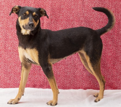 A imagem mostra um cachorro de porte médio, com pelagem curta nas cores preto e marrom. O animal está em pé, de perfil, com o corpo levemente voltado para a esquerda, mas olhando em direção à câmera.  Ele tem marcas marrons nas patas, no focinho, acima dos olhos e no peito, o que lembra o padrão de algumas raças como o doberman ou o pinscher, embora pareça ser um cão sem raça definida. As orelhas estão semi-caídas e a cauda está levantada, levemente curvada.  O fundo é uma parede vermelha com textura, e o chão é claro, criando contraste com a cor do animal. A postura do cachorro transmite atenção e tranquilidade, como se estivesse posando para a foto.